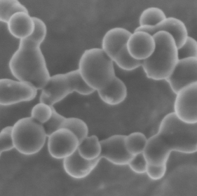 nanoparticules de silicium utilisant des batteries super performantes